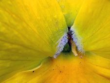 Pansy Close-up Royalty Free Stock Image Pansy Close-up Royalty Free Stock Image