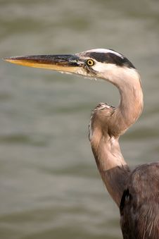 Heron Royalty Free Stock Photo