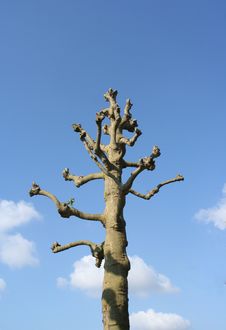 Dead Tree Stock Photo Dead Tree Stock Photo