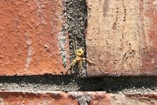 Yellow Spider On Brick Royalty Free Stock Photo Yellow Spider On Brick Royalty Free Stock Photo