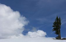 Trees With Clouds Stock Image