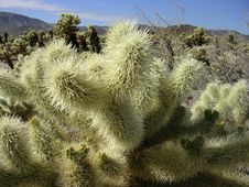 Joshua Tree Cholla XCU Stock Photography