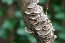 Free Lacy Tree Fungus 2 Stock Photos - 129913
