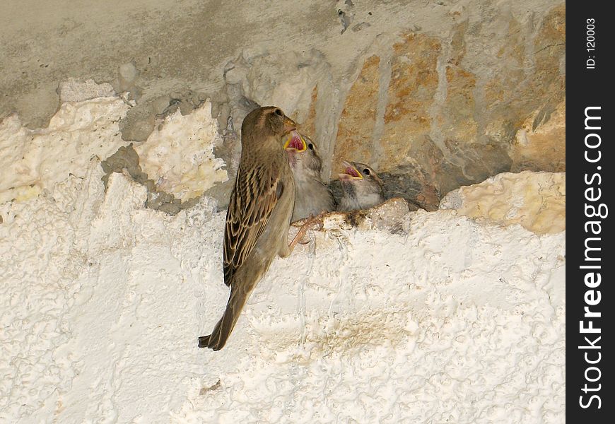 A sparrow while feeding its two nestlings in a house-wall nest. A sparrow while feeding its two nestlings in a house-wall nest