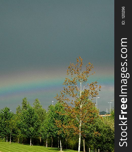 Rainbow over trees. Rainbow over trees