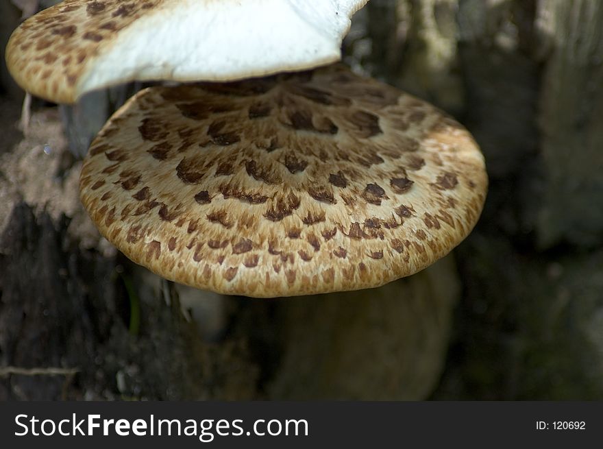 Spotted mushroom grows under a partially eaten mushroom of the same variety. Spotted mushroom grows under a partially eaten mushroom of the same variety