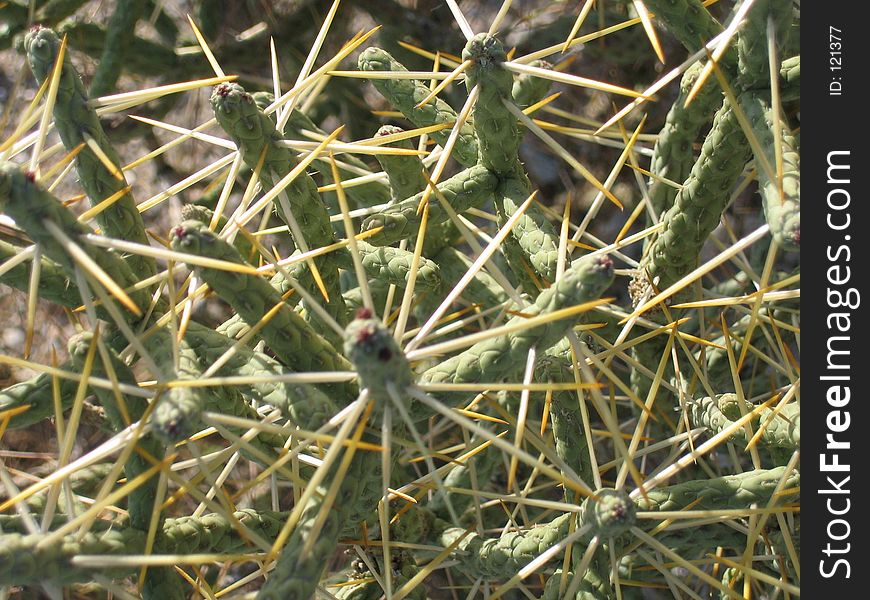 Cactus plant on the Mojave Desert