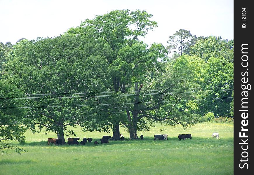 Cows under a tree in a green meadow.