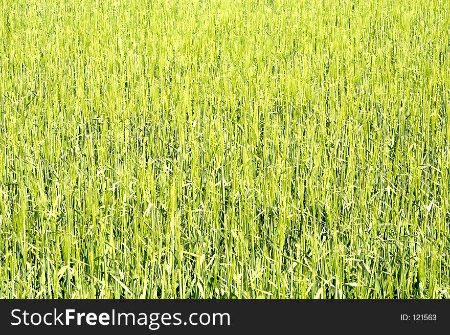 New growth on early summer corn crop. New growth on early summer corn crop