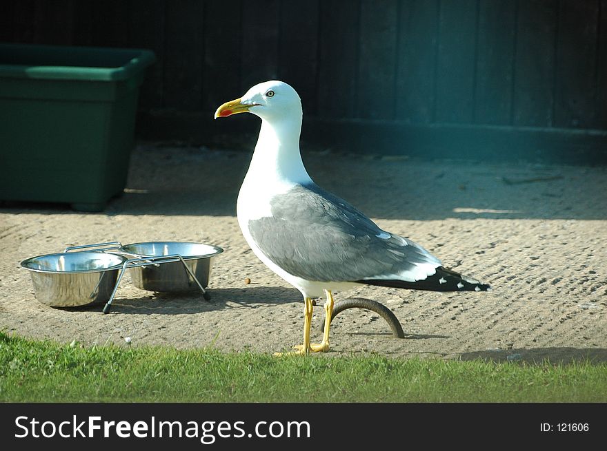 Seagull trying to drink from some dogs bowls in a holiday camp in the Lake District, UK