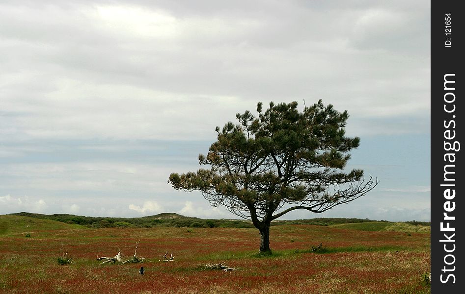 Lonely pine tree in dunes