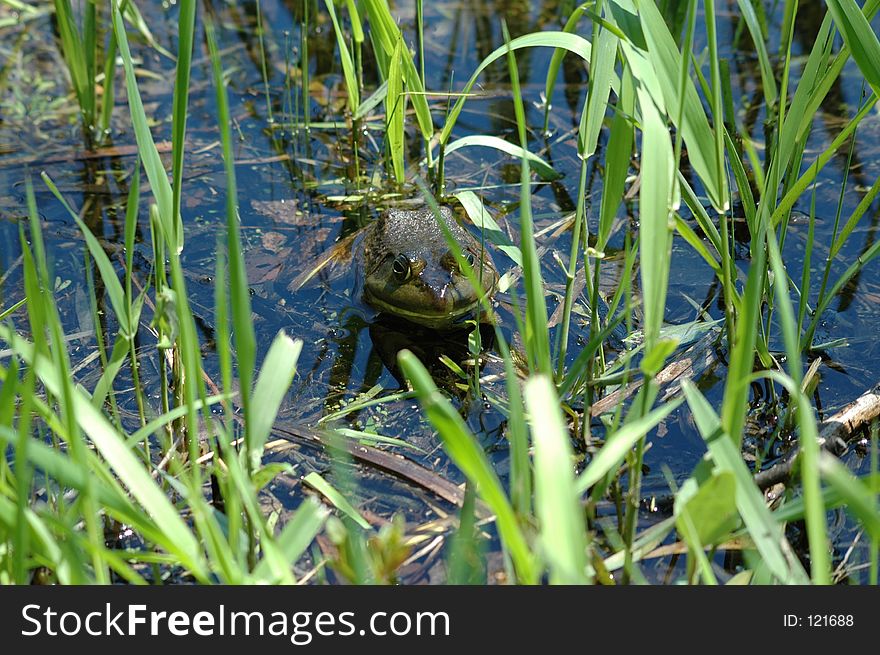 Frog in marsh on Bay of Quinte. Frog in marsh on Bay of Quinte