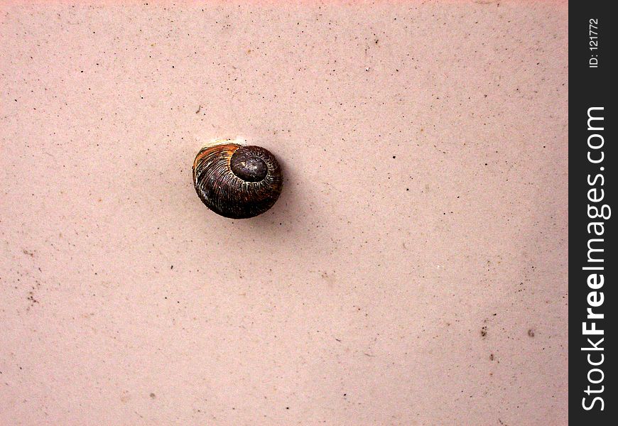 This is a snail I spotted crawling on a wall.