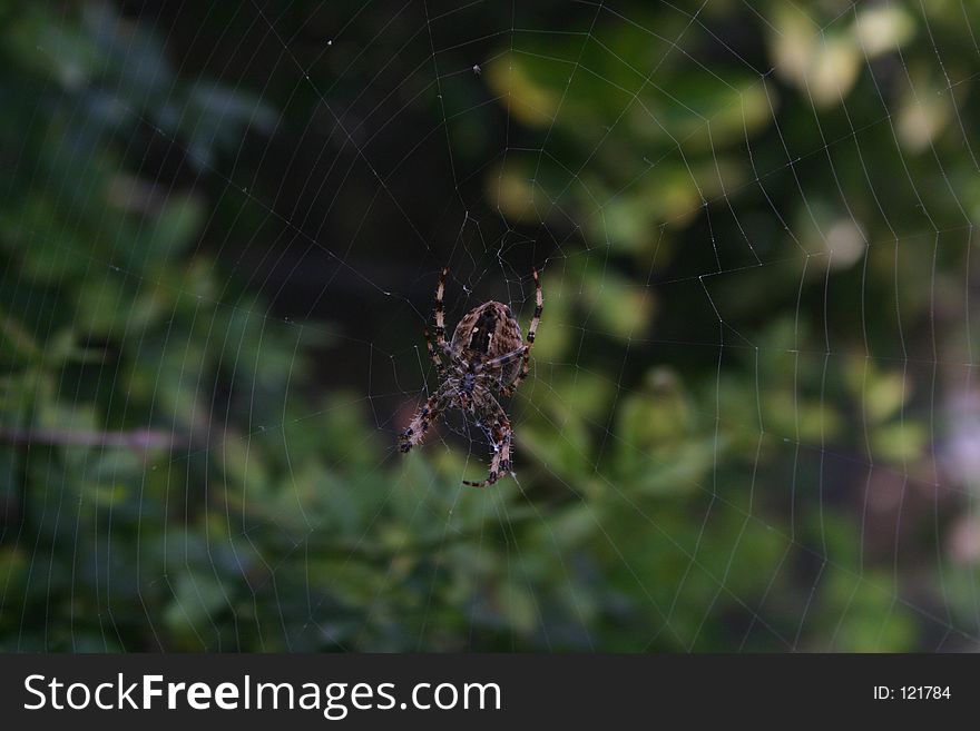 Spider And Web