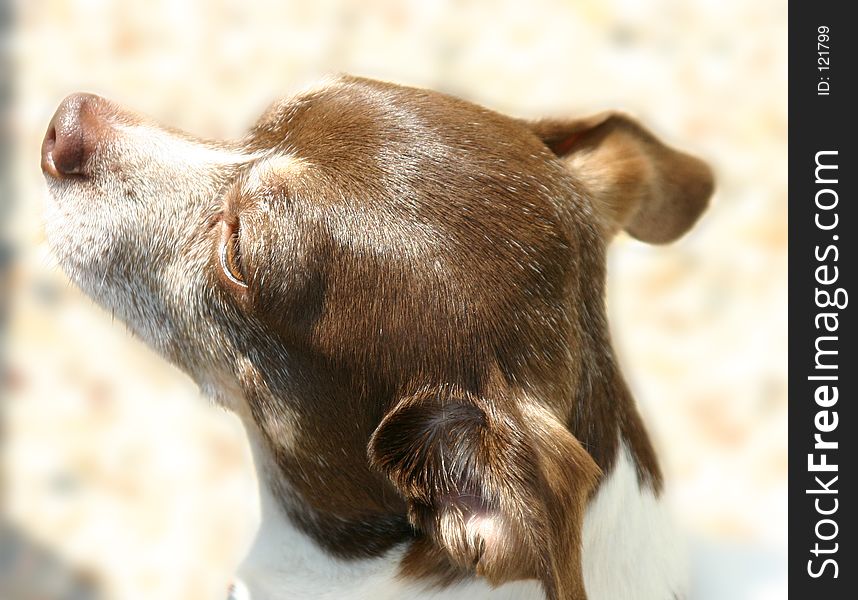 Profile of brown and white chihuahua. Profile of brown and white chihuahua