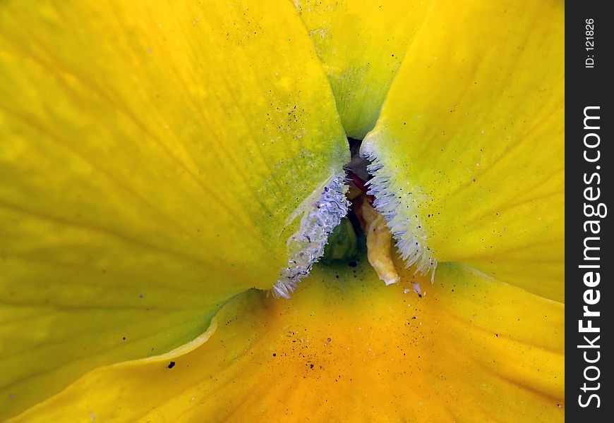Close-up of yellow pansy. Close-up of yellow pansy