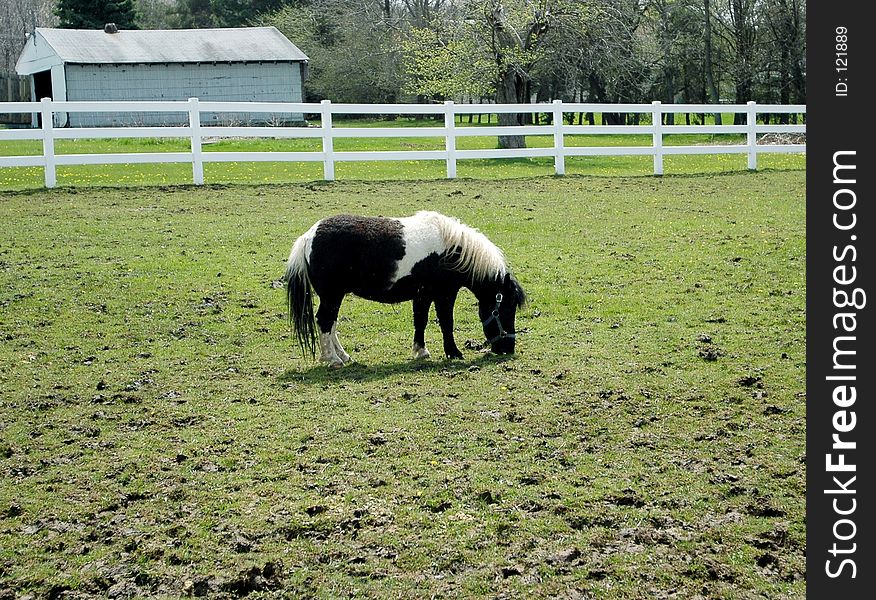 Image of Shetland pony