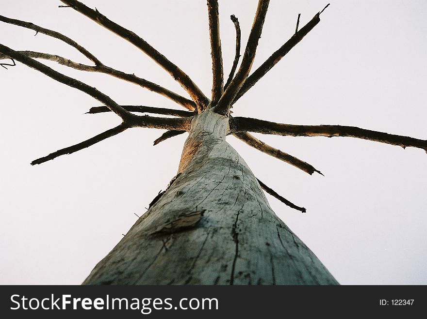 This is the photo of a dry lone tree in Wah Garden pakistan