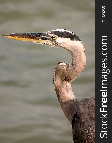 Close up of a heron on the Florida Gulf Coast