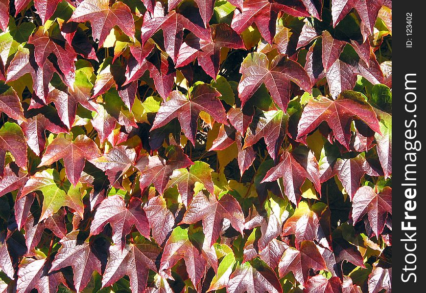 Close-up image of cluster of ivy on wall of building in Paddock Hill, Yorkshire, England. Close-up image of cluster of ivy on wall of building in Paddock Hill, Yorkshire, England