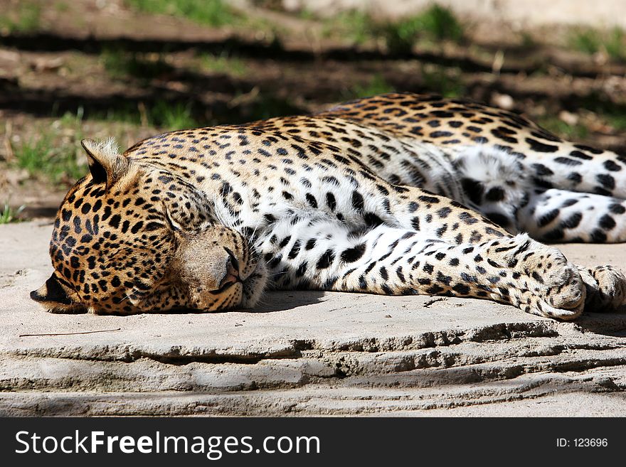 Leopard asleep lazing in the sun