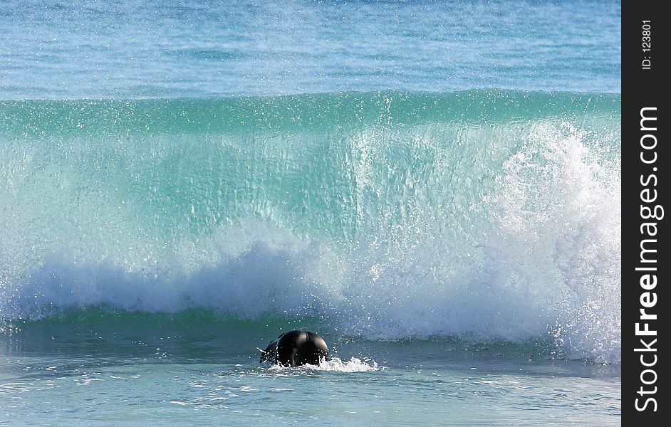 Surfer ducking under large breaking wave
