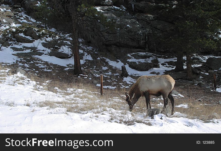 Elk grazes by the side of the road in the Rockies. Elk grazes by the side of the road in the Rockies