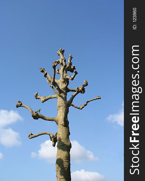 Dead tree with cloudy background