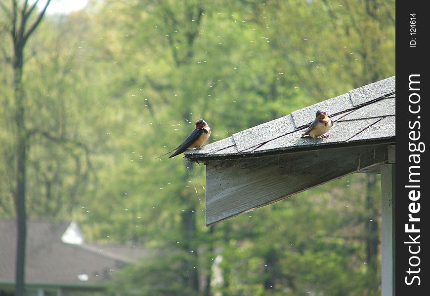 Pair of swallows sitting on a roofledge, with shallow DOF, very soft background. Pair of swallows sitting on a roofledge, with shallow DOF, very soft background