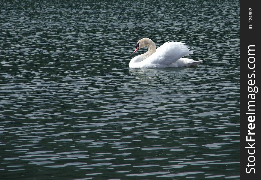 Dominant male swan surveys his kingdom. Dominant male swan surveys his kingdom.