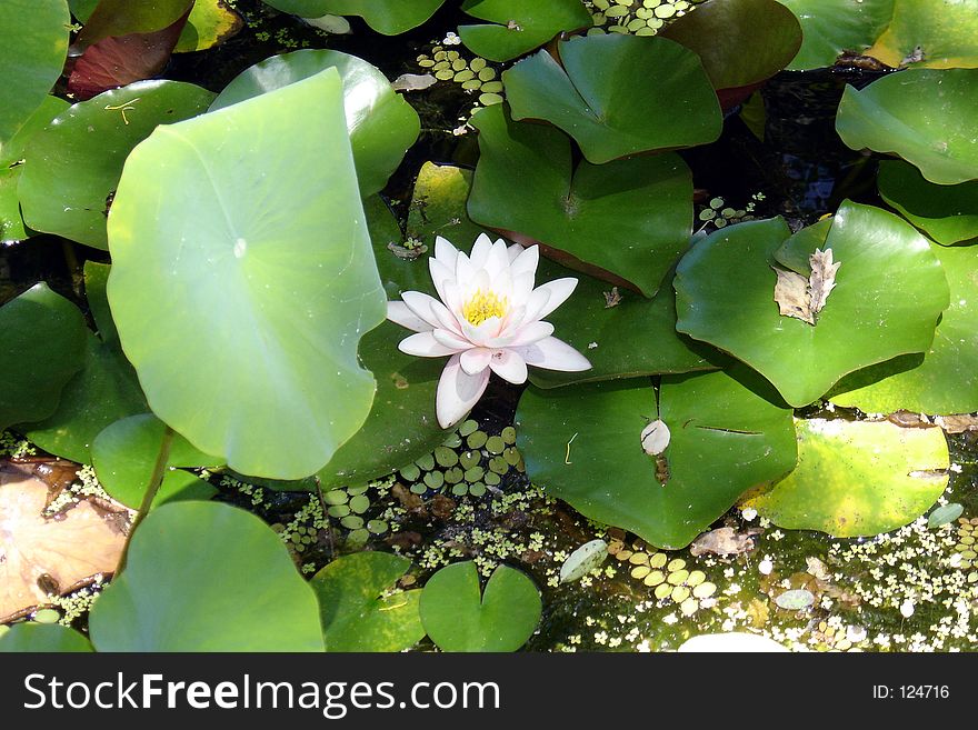 Pink lily and leaves floating on water. Photo taken at Stellenbosh in South Africa. Pink lily and leaves floating on water. Photo taken at Stellenbosh in South Africa.