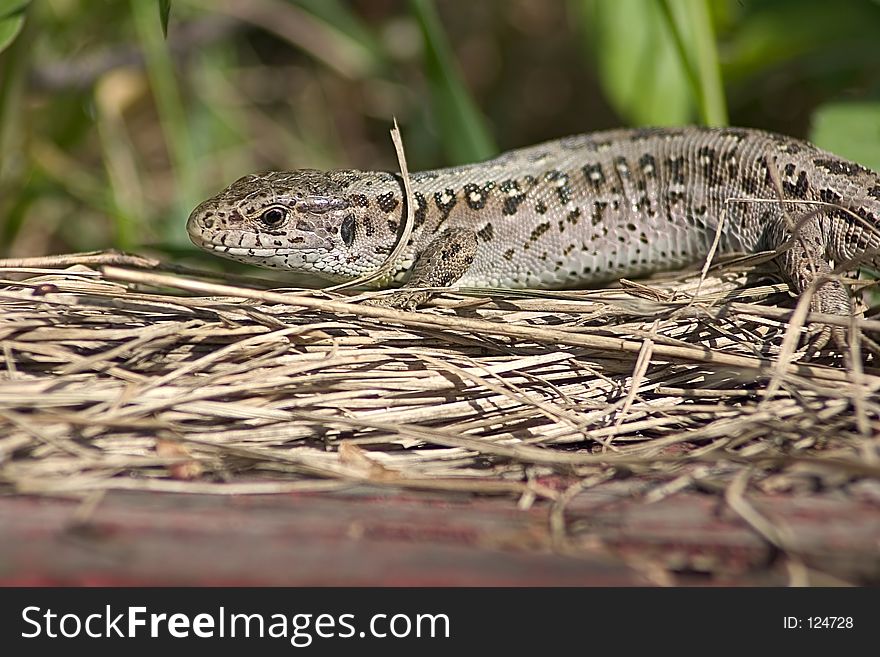 Brown lizard on hay