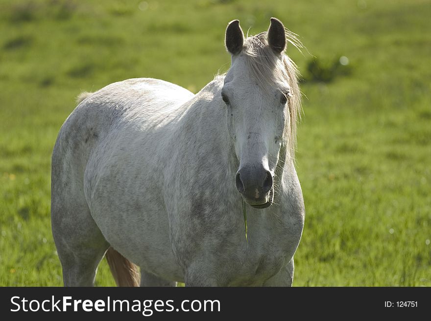 White Horse