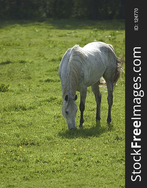 Grazing Horse