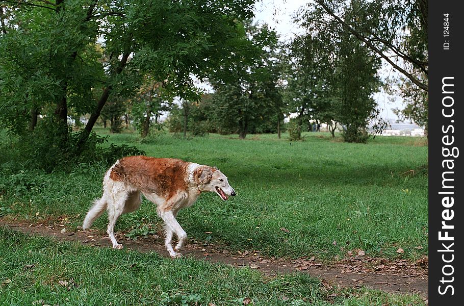 Borzoi dog walking in the field.