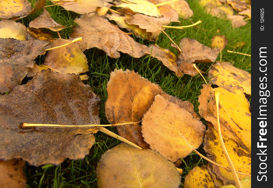 Yellow Leaves on green grass