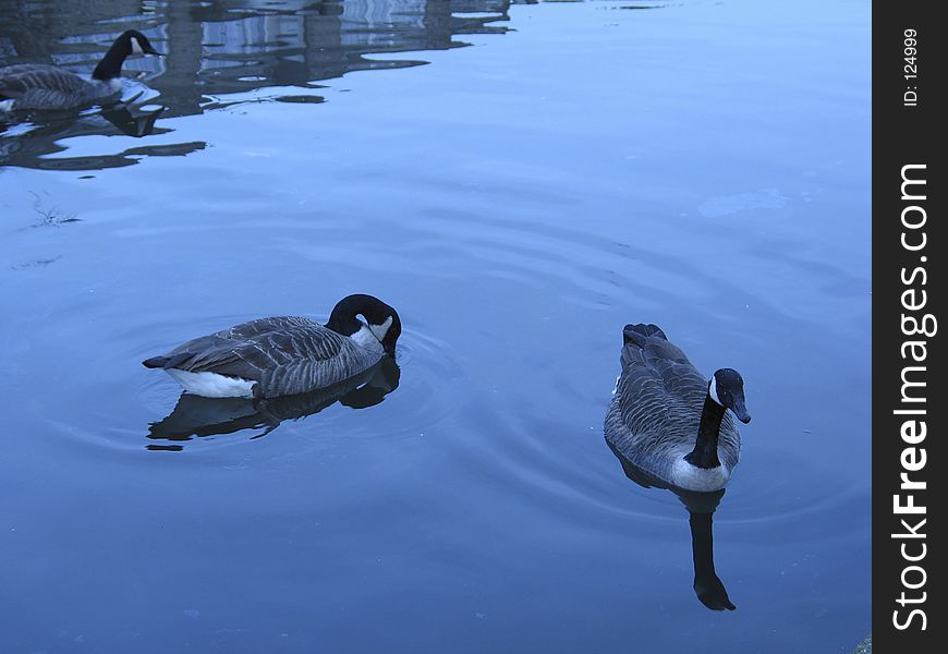 Three geese swimming in a canal. Three geese swimming in a canal