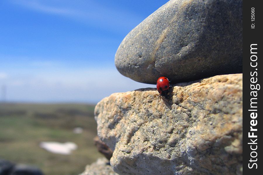 Traveling ladybug 1