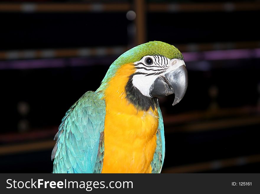 Beautiful, colorful, green and yellow pet parrot sitting on a perch staring straight at camera with one wide eye. Beautiful, colorful, green and yellow pet parrot sitting on a perch staring straight at camera with one wide eye