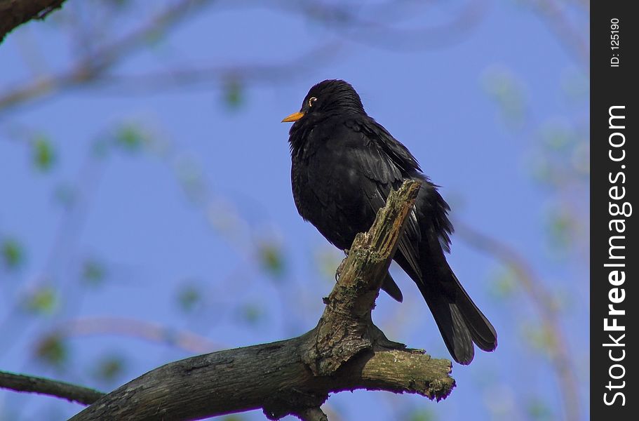 A black bird taking a rest on a branch