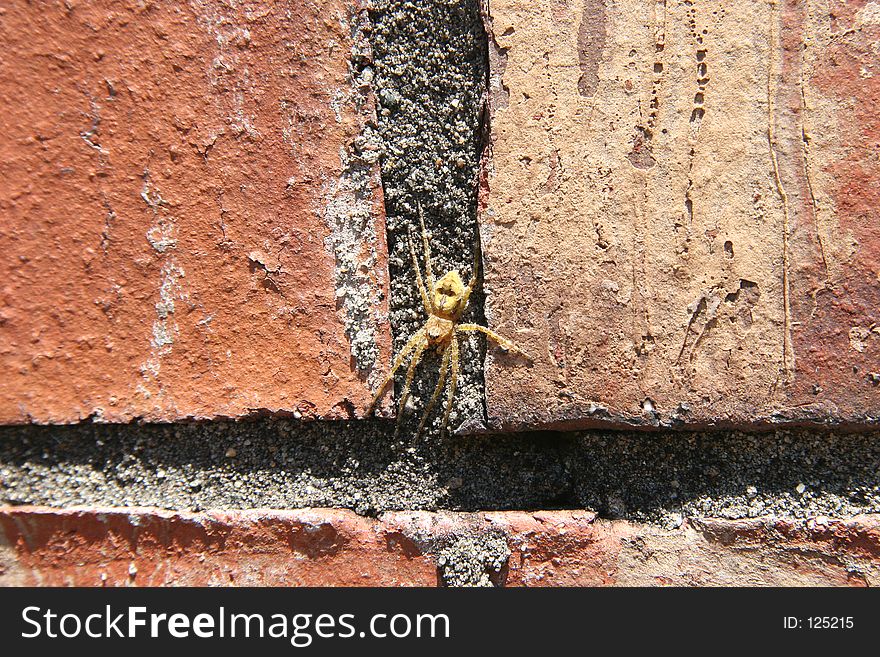Close-up of yellow spider on brick wall. Shot with Canon 20D.