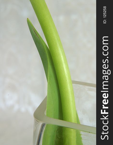 A graceful arching stem