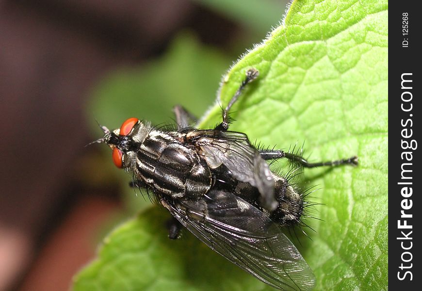 Fly expanding its wings