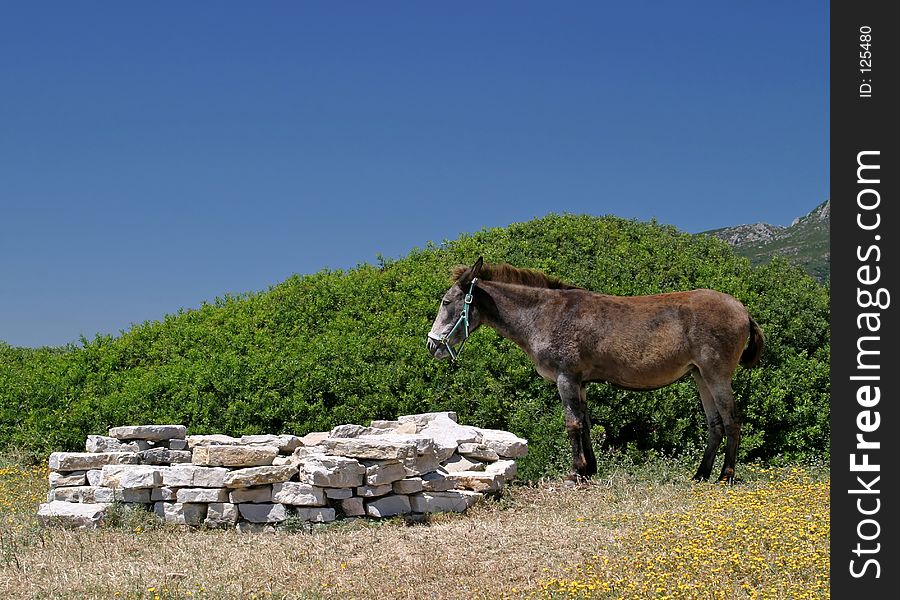 Bright sun beats down from the deep blue sky onto a lonely donkey standing in a field next to a beach. Bright sun beats down from the deep blue sky onto a lonely donkey standing in a field next to a beach.