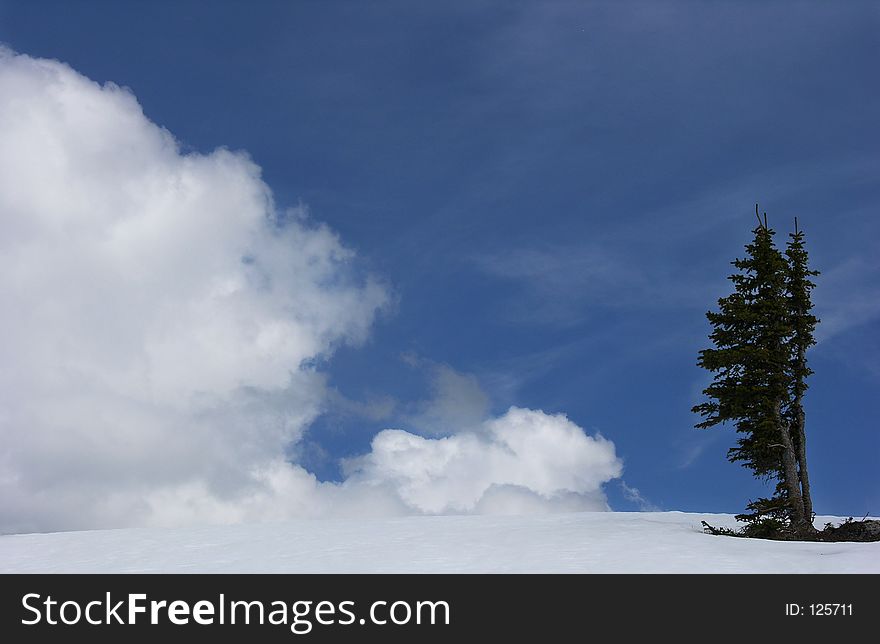 Landscape of two trees with clouds in winter