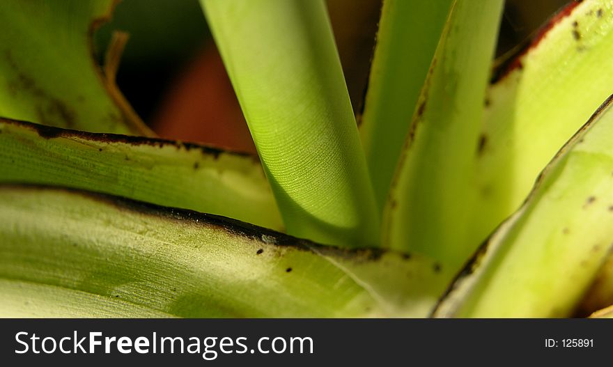 Details Of A Little Banana Tree