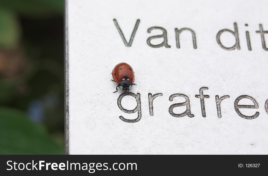 A red ladybug on a sign taken at a local graveyard