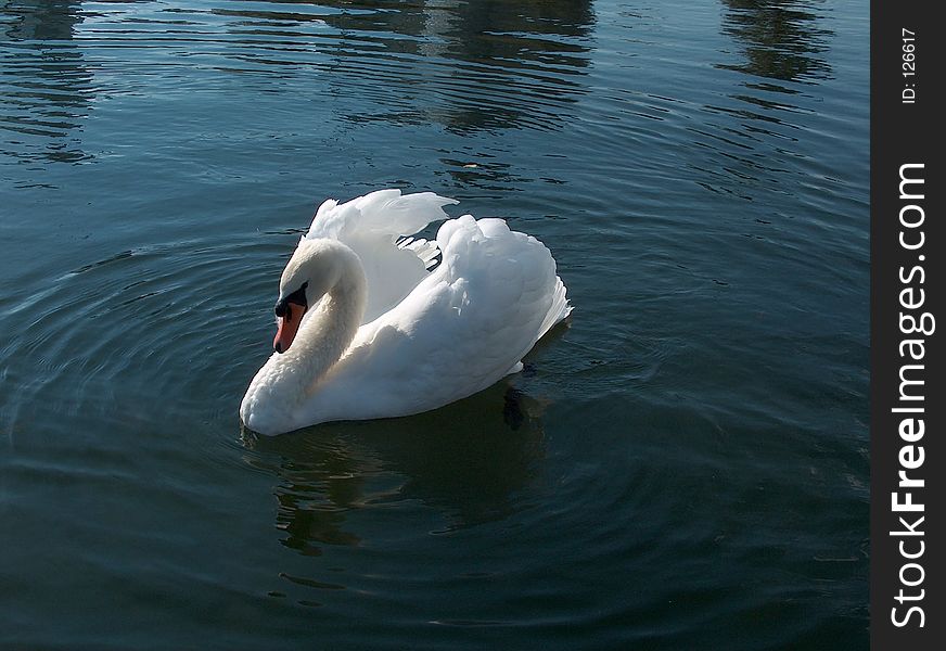 Lonely swan