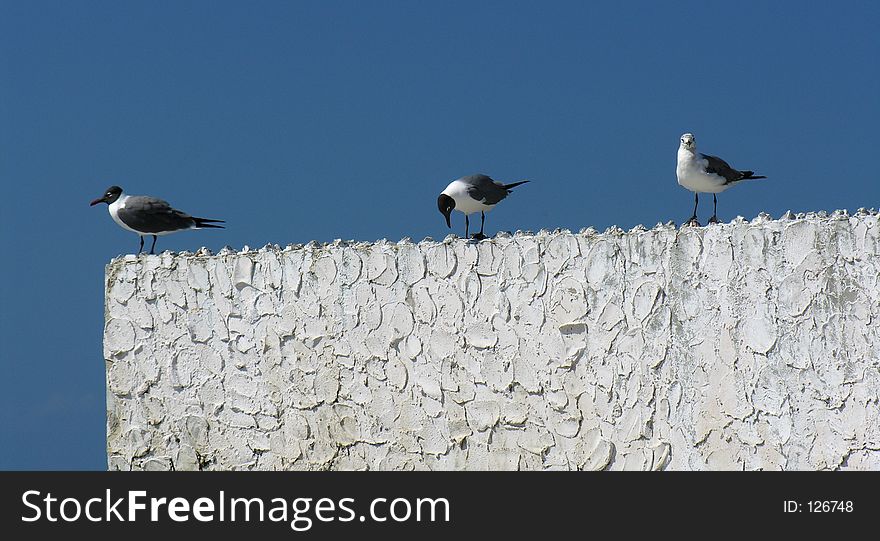 Three sea gulls sitting on a wall. Three sea gulls sitting on a wall...