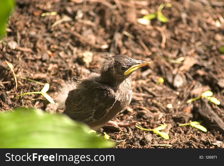 A baby black bird, fresh from leaving the nest, explores the base of his tree, enjoying the warmth of the spring sun. A baby black bird, fresh from leaving the nest, explores the base of his tree, enjoying the warmth of the spring sun.